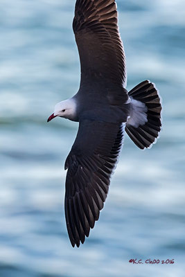Heerman's Gull