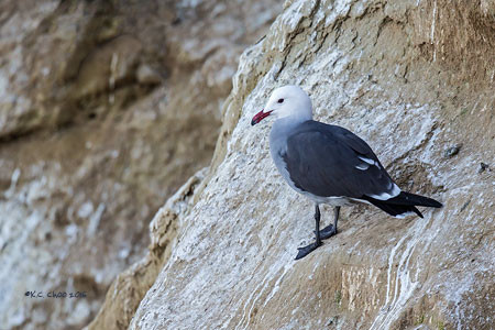 Heerman's Gull