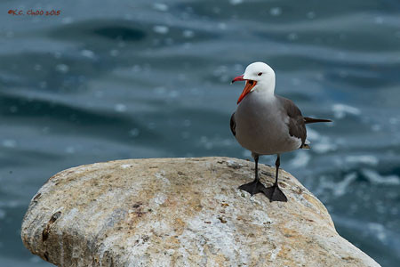 Heerman's Gull