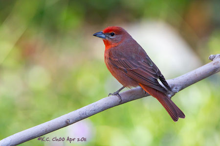 Hepatic Tanager