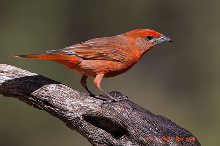 Hepatic Tanager