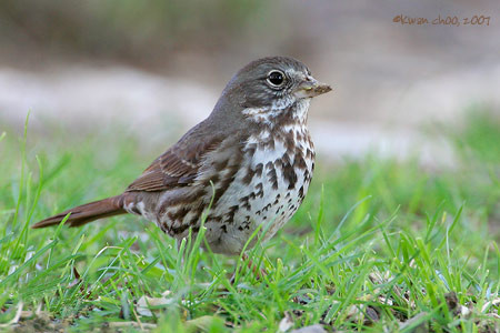 Hermit Thrush