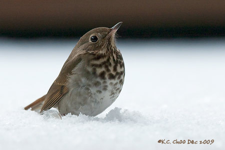 Hermit Thrush