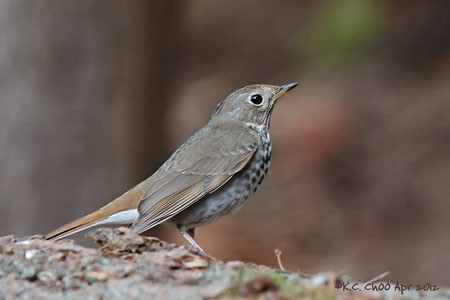 Hermit Thrush