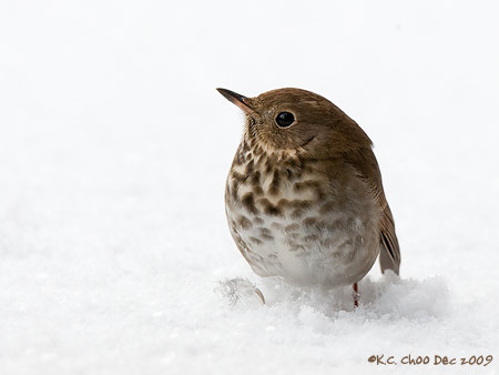 Hermit Thrush