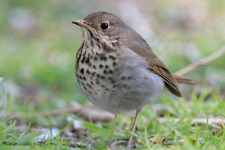 Hermit Thrush