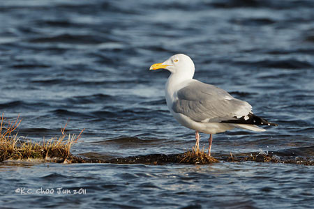 Herring Gull