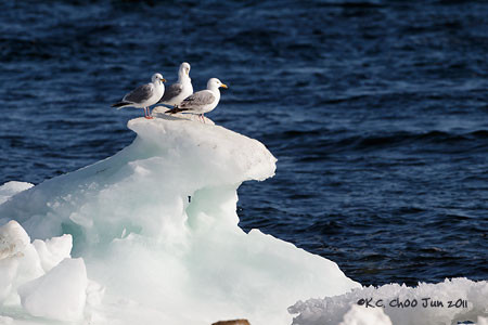 Herring Gull
