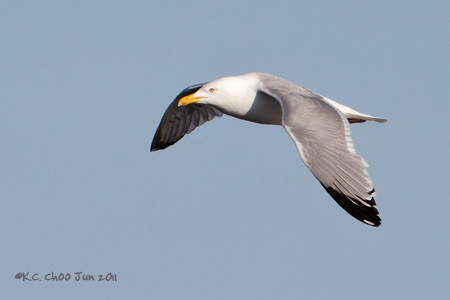 Herring Gull