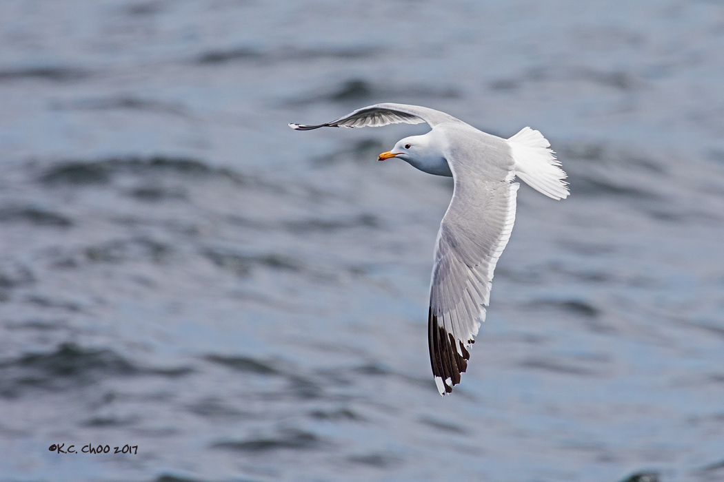 Herring Gull