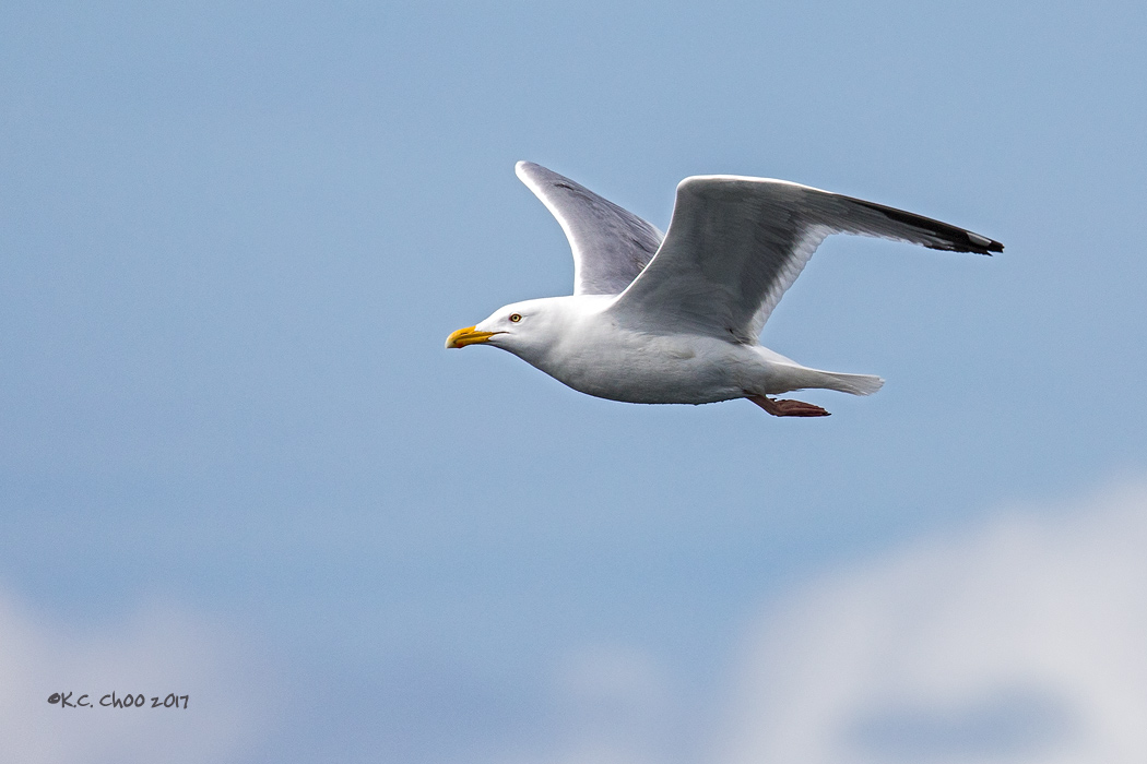Herring Gull