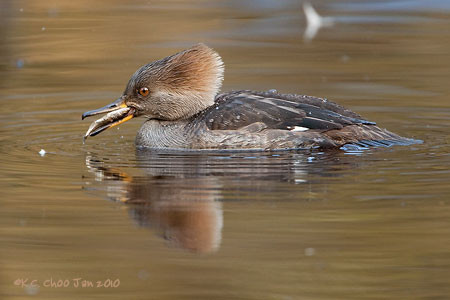 Hooded Merganser