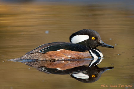 Hooded Merganser