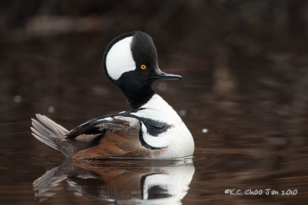 Hooded Merganser