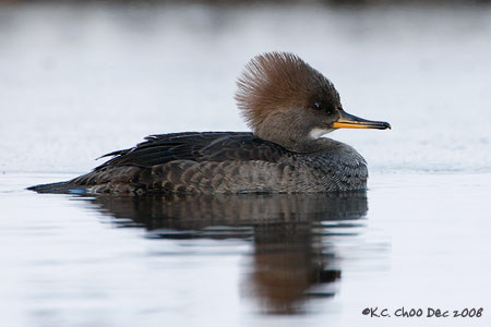 Hooded Merganser