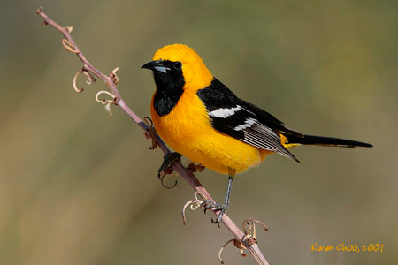 Hooded Oriole