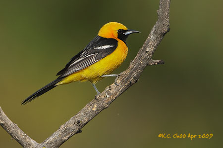 Hooded Oriole