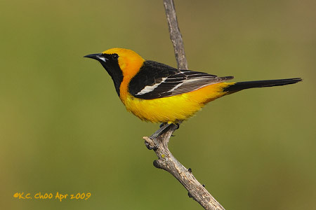 Hooded Oriole