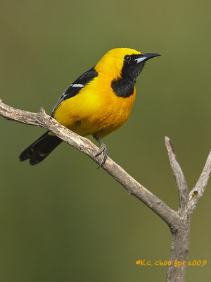 Hooded Oriole
