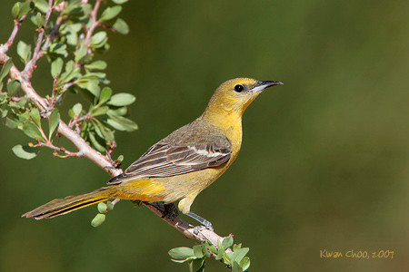 Hooded Oriole