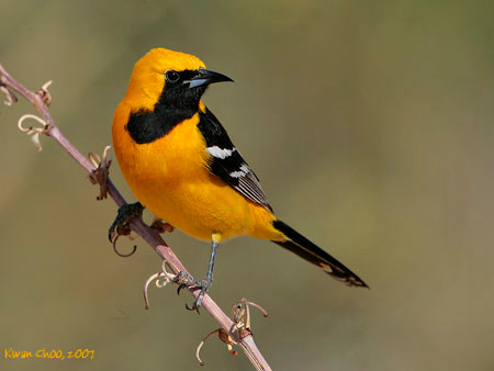 Hooded Oriole