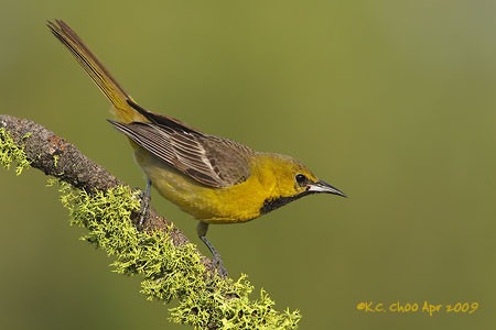 Hooded Oriole