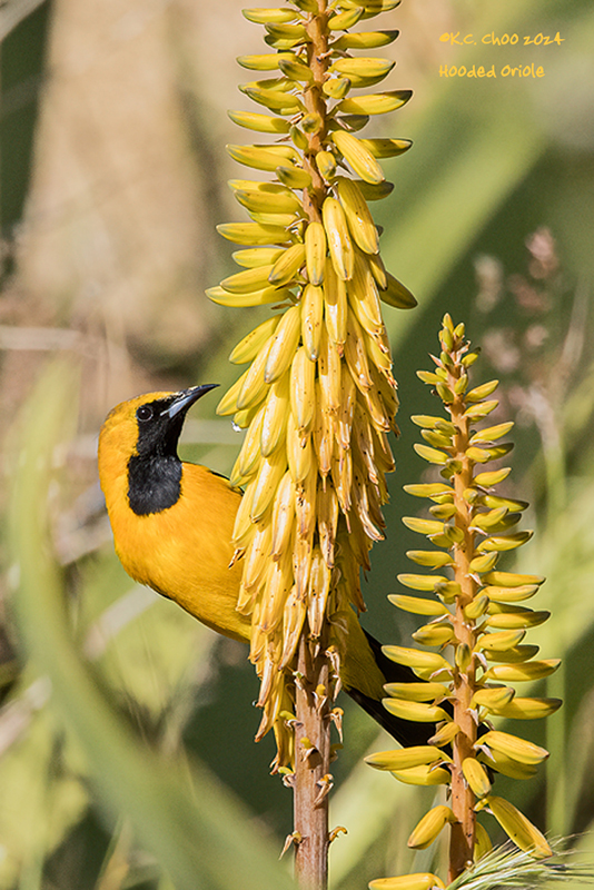Hooded Oriole