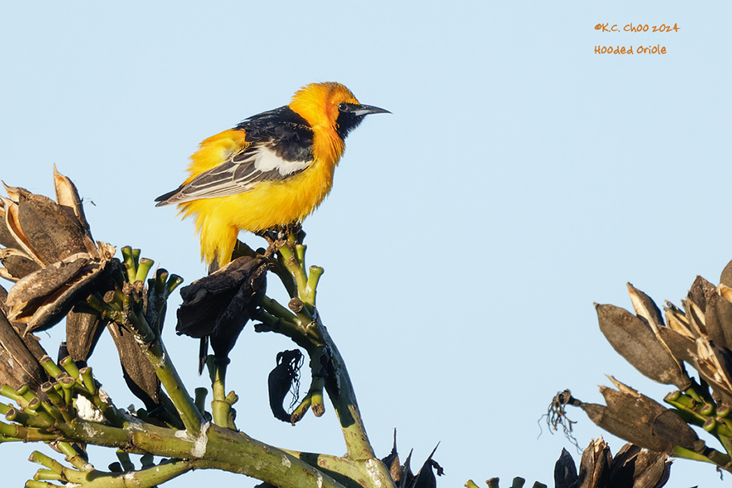 Hooded Oriole