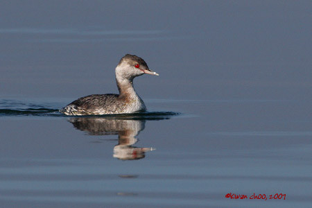Horned Grebe