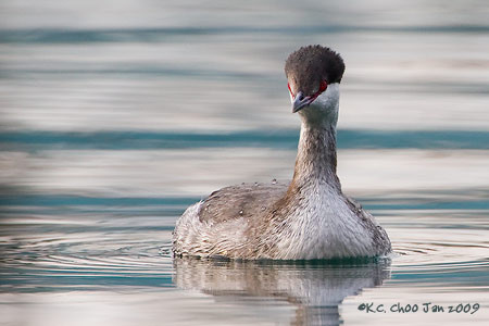 Horned Grebe