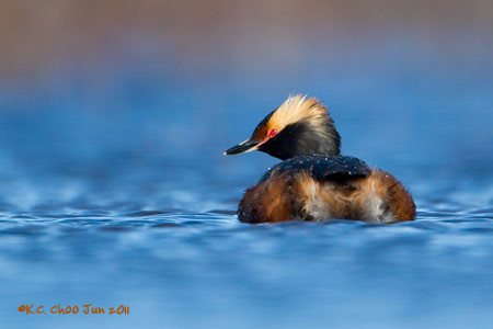 Horned Grebe