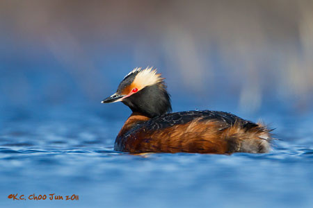 Horned Grebe