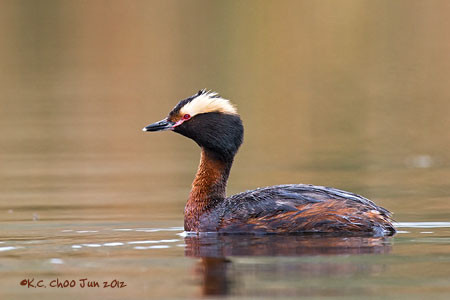 Horned Grebe