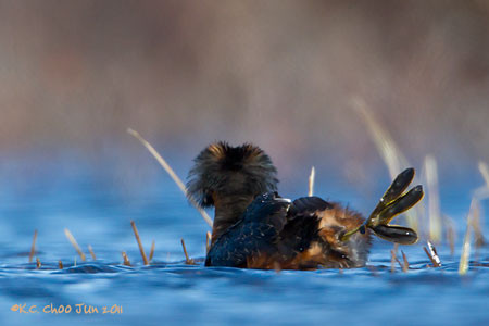 Horned Grebe
