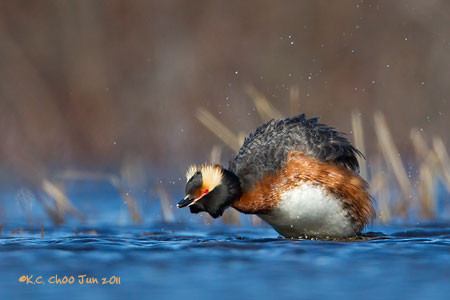 Horned Grebe