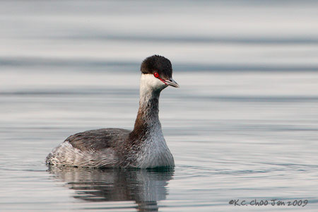 Horned Grebe