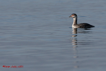Horned Grebe