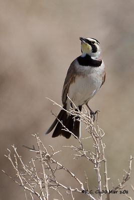 Horned Lark
