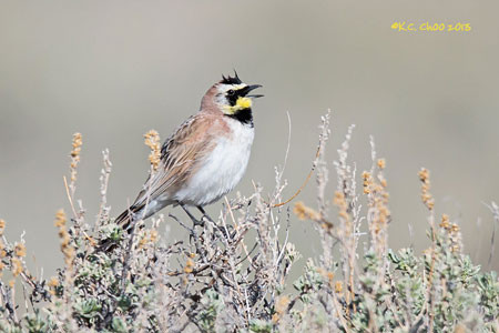 Horned Lark