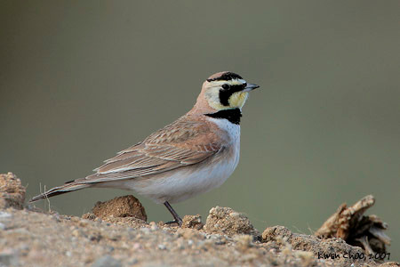 Horned Lark
