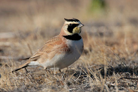 Horned Lark