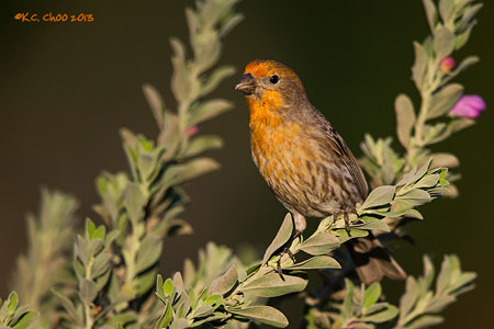 House Finch
