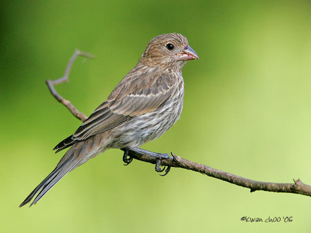 House Finch