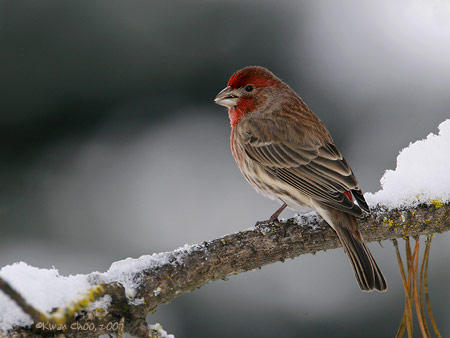 House Finch