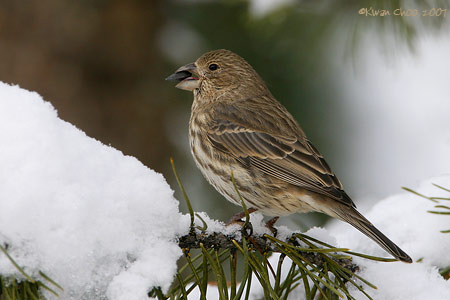 House Finch