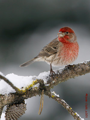 House Finch