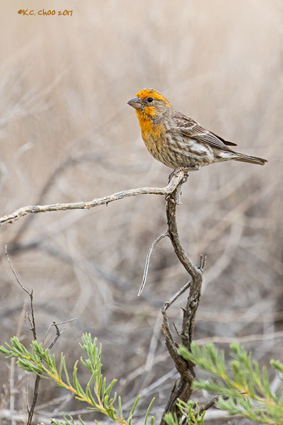 House Finch