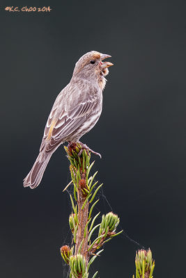 House Finch