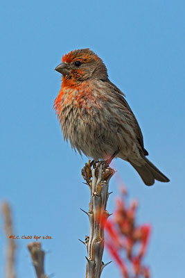 House Finch