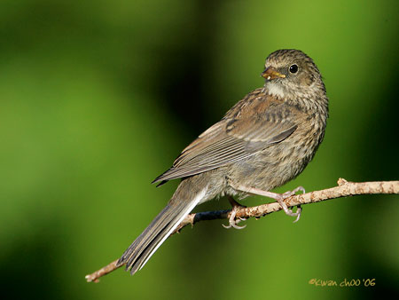 House Finch